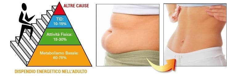 metabolismo