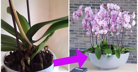 orchidea